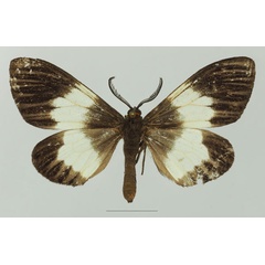 /filer/webapps/moths/media/images/M/massagaria_Macropitthea_AM_Basquin_02a.jpg