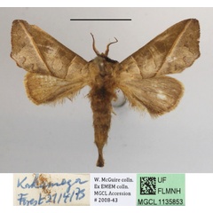 /filer/webapps/moths/media/images/O/olivacea_Peratodonta_A_MGCLa_02.JPG