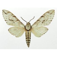 /filer/webapps/moths/media/images/S/scheveni_Pantophaea_AM_Basquin.jpg