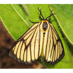 /filer/webapps/moths/media/images/M/marginata_Petovia_A_Braun_12.jpg
