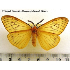 /filer/webapps/moths/media/images/S/simplex_Ogoa_A_OUMNHa_01.JPG