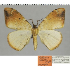 /filer/webapps/moths/media/images/U/ustata_Milocera_HT_ZSMa.jpg
