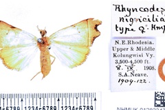 Paralephana nigriciliata