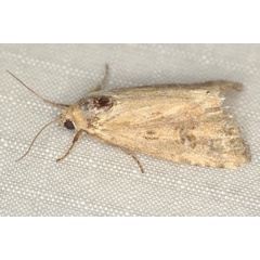 /filer/webapps/moths/media/images/S/stigmatia_Heliocheilus_F_Heyns_02.jpg