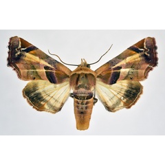 /filer/webapps/moths/media/images/C/callichroma_Eutelia_AF_NHMO.jpg