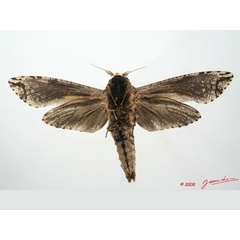 /filer/webapps/moths/media/images/C/crassa_Strigocossus_A_Albertb.jpg