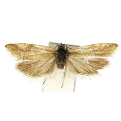 /filer/webapps/moths/media/images/W/wintertonia_Hectaphelia_HT_Bassi.jpg