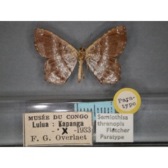 /filer/webapps/moths/media/images/T/threnopis_Chiasmia_PT_RMCA_02.jpg