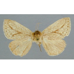 /filer/webapps/moths/media/images/D/distincta_Afropydna_AT_RMCA.jpg