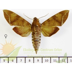 /filer/webapps/moths/media/images/L/leighi_Nephele_AF_SMCR_02.jpg