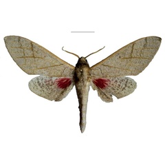 /filer/webapps/moths/media/images/K/kleineri_Neoclanis_HT_EMEMa.jpg