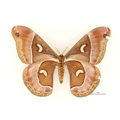 /filer/webapps/moths/media/images/M/murphyi_Epiphora_AT_RBINS_02.jpg