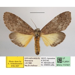 /filer/webapps/moths/media/images/K/kiriakoffi_Amphiphalera_A_MGCLa_01.JPG