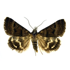 /filer/webapps/moths/media/images/H/hypotaenia_Eulocastra_A_NHMO.jpg