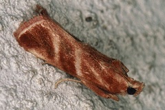 Trachypteryx rhodoxantha