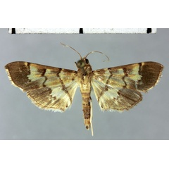 /filer/webapps/moths/media/images/J/janinalis_Pilocrocis_HT_MNHN.jpg