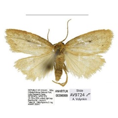 /filer/webapps/moths/media/images/L/lobo_Spatulosia_PTM_ANHRT.jpg