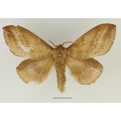 /filer/webapps/moths/media/images/P/punctilimbata_Mallocampa_AF_Basquin_01.jpg