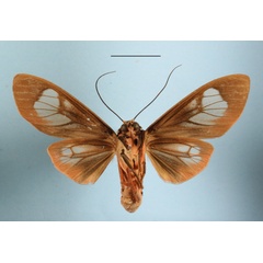 /filer/webapps/moths/media/images/R/roseomarginata_Amerila_A_MGCLb_01.JPG