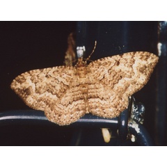 /filer/webapps/moths/media/images/N/natalata_Disclisioprocta_A_Roland.jpg