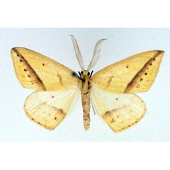 /filer/webapps/moths/media/images/M/maeviaria_Epigynopteryx_AM_TMSA_01.jpg