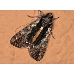 /filer/webapps/moths/media/images/T/tinctipennis_Ulotrichopus_A_Roland_01.jpg