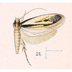 /filer/webapps/moths/media/images/Z/zebra_Proterospastis_HT_Walsingham_1891_4-24.jpg