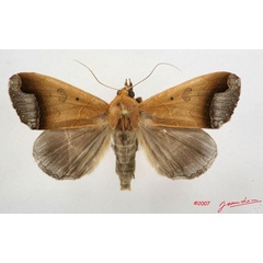 /filer/webapps/moths/media/images/R/recurvata_Ophiusa_A_Albert.jpg