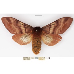 /filer/webapps/moths/media/images/P/podocarpi_Gonometa_AF_NHMUK.jpg