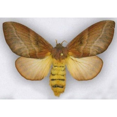 /filer/webapps/moths/media/images/L/lateritia_Pallastica_AF_ZSM_02.jpg