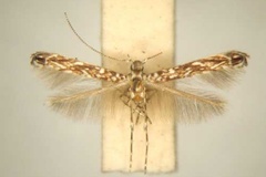 Stomphastis crotoniphila