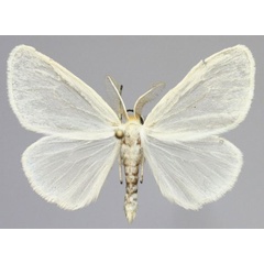 /filer/webapps/moths/media/images/A/argenna_Croremopsis_AM_Golovizin.jpg