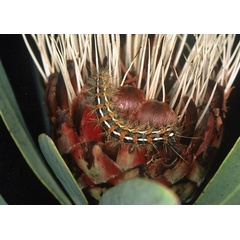 /filer/webapps/moths/media/images/F/flava_Saenura_C_Roland_04.jpg