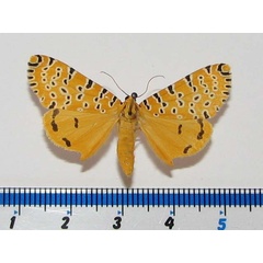 /filer/webapps/moths/media/images/A/amanda_Alytarchia_A_Goff_02.jpg