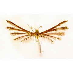 /filer/webapps/moths/media/images/Y/yakovlevi_Prichotilus_HT_BMNH.jpg