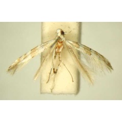 /filer/webapps/moths/media/images/A/aphanosema_Spulerina_HT_TMSA6310.jpg