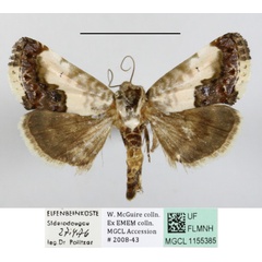 /filer/webapps/moths/media/images/W/whalbergi_Acontia_A_MGCLa_01.JPG