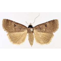 /filer/webapps/moths/media/images/S/salax_Lygephila_AF_TMSA_01.jpg