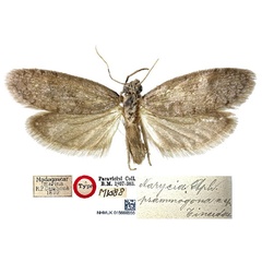 /filer/webapps/moths/media/images/P/psammogona_Narycia_HT_NHMUKa.jpg