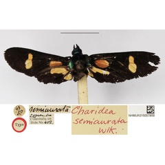 /filer/webapps/moths/media/images/S/semiaurata_Euchromia_HT_NHMUK.jpg