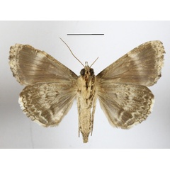 /filer/webapps/moths/media/images/S/subsignata_Ercheia_A_MGCLb_01.jpg