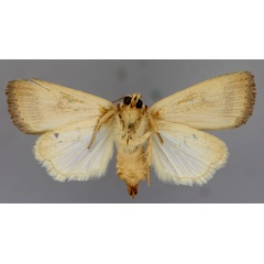 /filer/webapps/moths/media/images/F/flavipuncta_Athetis_A_RMCA_02.jpg