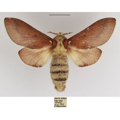 /filer/webapps/moths/media/images/C/concavum_Streblote_AF_TMSA_04.jpg
