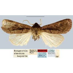/filer/webapps/moths/media/images/O/obscura_Rougeotia_HT_MNHN.jpg