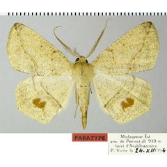 /filer/webapps/moths/media/images/P/penicillata_Psilocerea_PTM_ZSMa.jpg