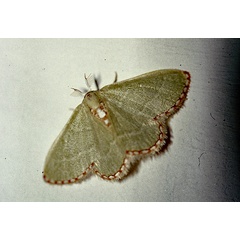 /filer/webapps/moths/media/images/I/impunctata_Allochrostes_A_Roland_01.jpg