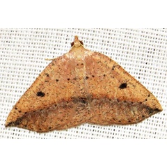 /filer/webapps/moths/media/images/P/punctata_Pareclipsis_A_Braun_04.jpg
