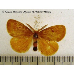 /filer/webapps/moths/media/images/C/crocata_Euproctis_A_OUMNH_01.jpg