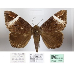 /filer/webapps/moths/media/images/V/versicolor_Tolna_A_MGCLa.jpg