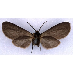 /filer/webapps/moths/media/images/P/phaeoptera_Metarctia_HT_BMNH_02.jpg